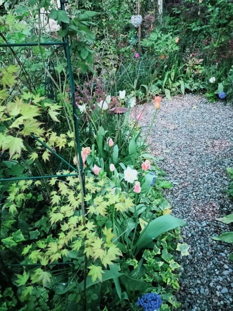 Orange Dream - Grădina 2025 continuare 1