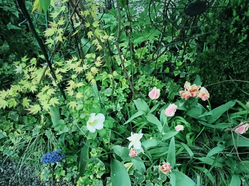  - Grădina 2025 continuare 1