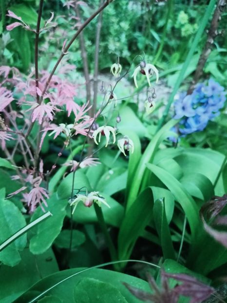Epimedium Domino - Grădina 2025 continuare 1
