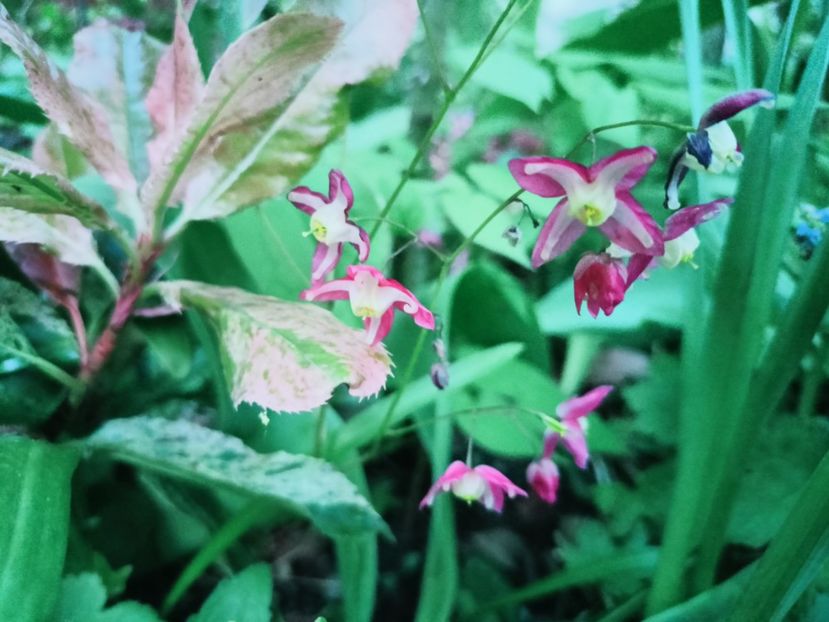 Epimedium Rubrum - Grădina 2025 continuare 1