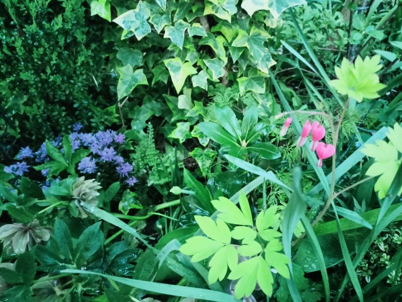  - Grădina 2025 continuare 1