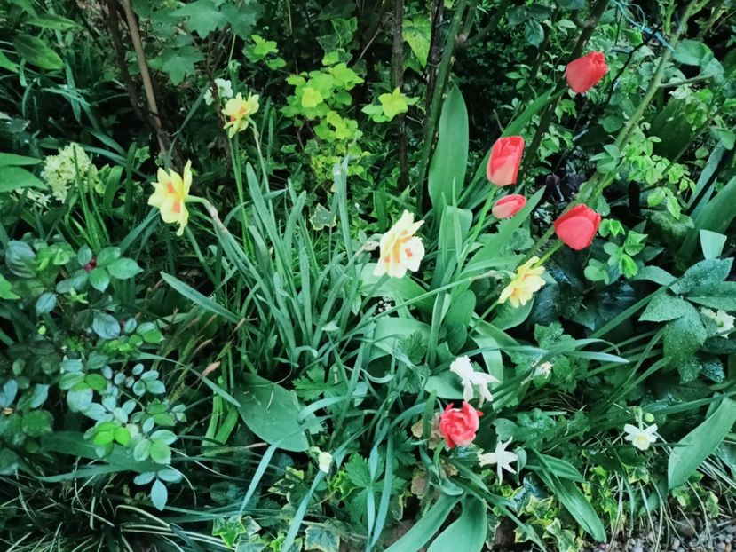 Apeldoorn - Grădina 2025 continuare 1