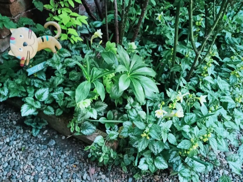  - Grădina 2025 continuare 1