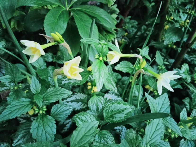  - Grădina 2025 continuare 1