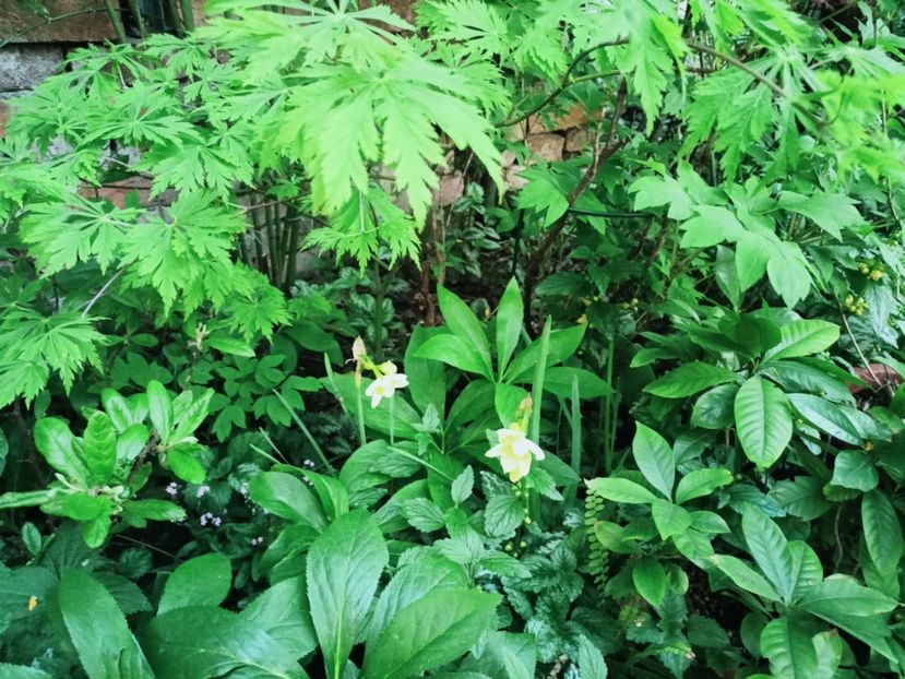  - Grădina 2025 continuare 1