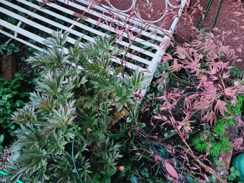 Shirazz - Grădina 2025 continuare 1