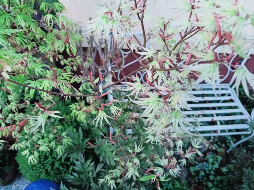 Ukigumo - Grădina 2025 continuare 1