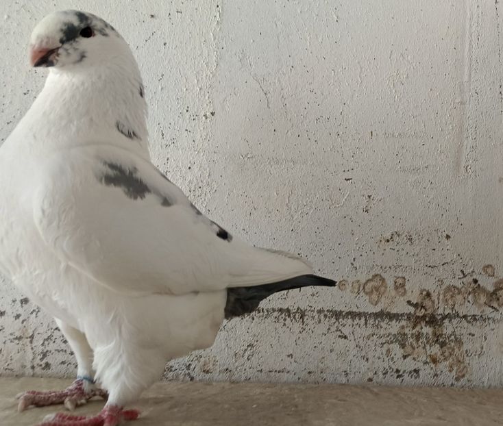 F 2024 - Porumbeii vânduți !