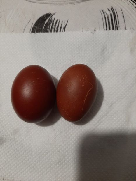 Oua Marans Negru Aramiu - 2025 Gaini Marans Negru Aramiu