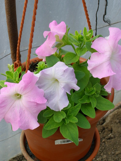P4131745 - FLORI DIN OGRADA MEA