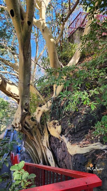 Weird tree 1  - --- MEXICO