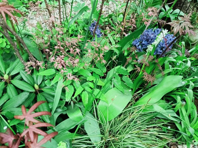  - Grădina 2025 continuare 1