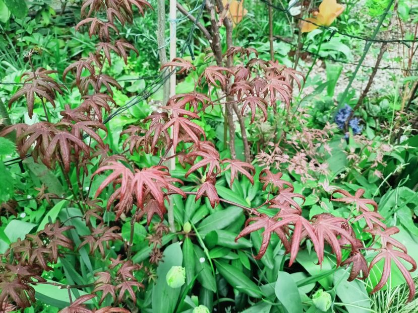  - Grădina 2025 continuare 1