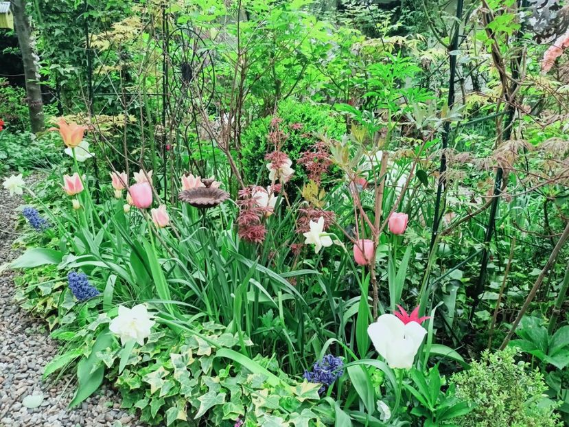  - Grădina 2025 continuare 1