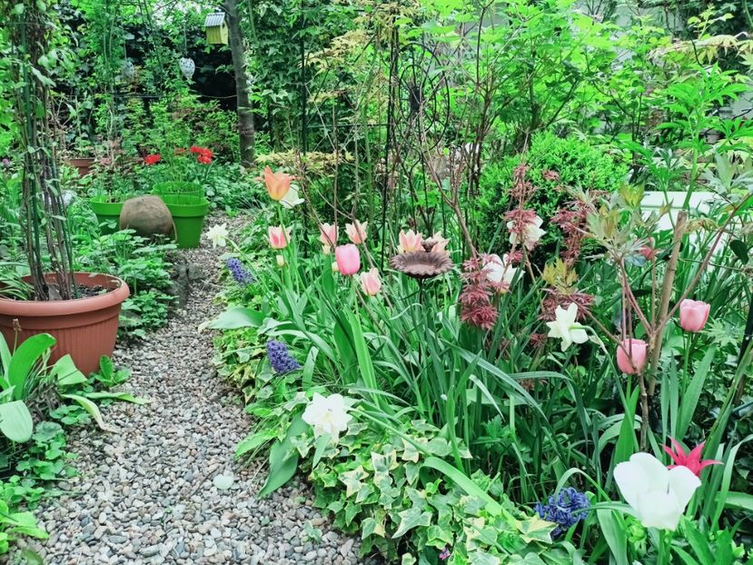  - Grădina 2025 continuare 1