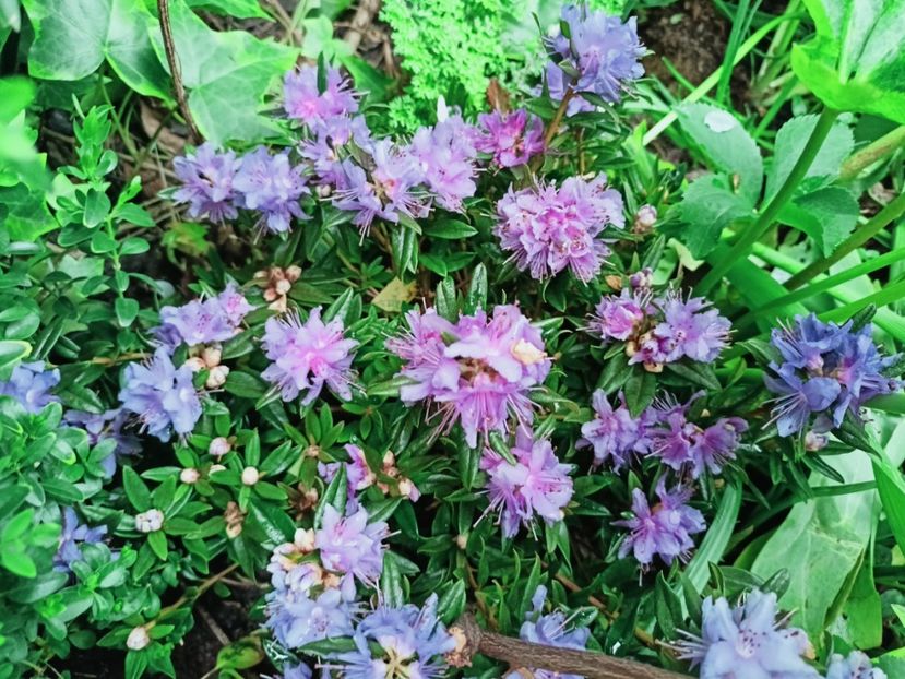  - Grădina 2025 continuare 1