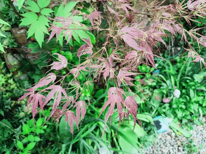 Manyo no Sato - Grădina 2025 continuare 1