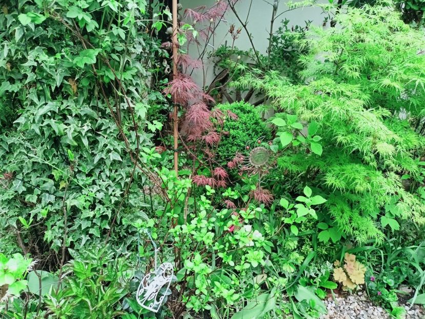  - Grădina 2025 continuare 1