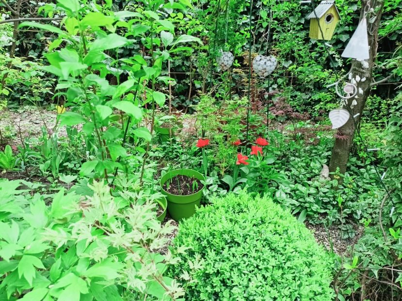  - Grădina 2025 continuare 1