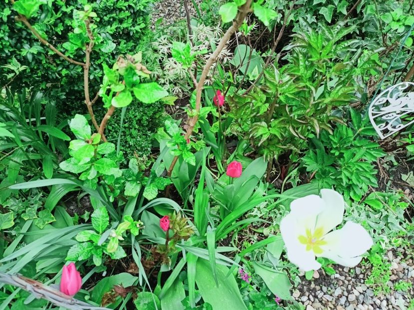  - Grădina 2025 continuare 1