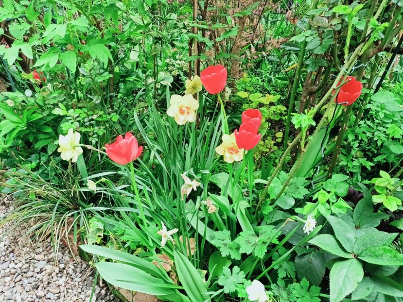 Apeldoorn - Grădina 2025 continuare 1