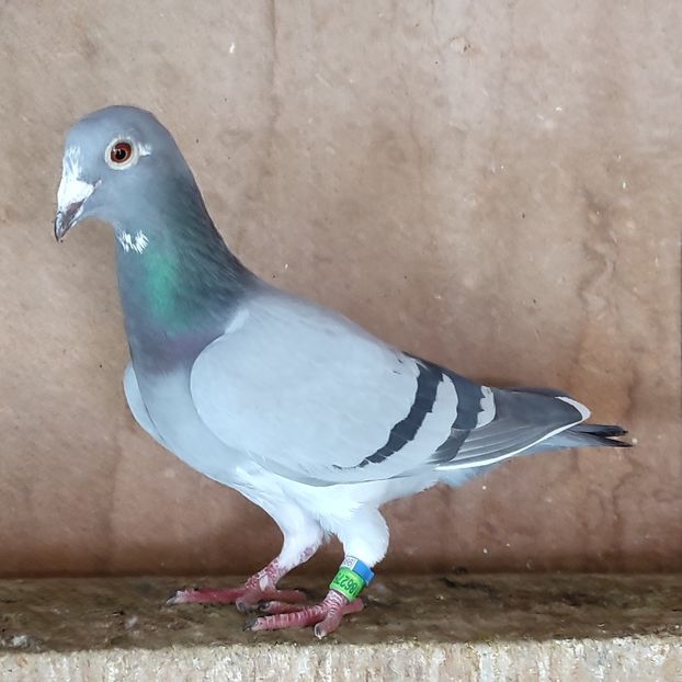 Femela 23-275....-10 lei - Porumbei vanduti