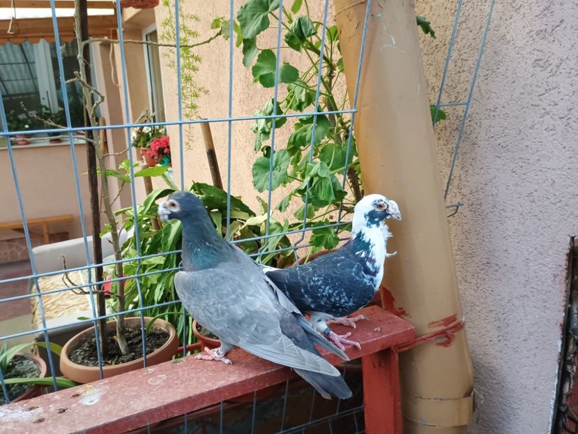  - Voiajori stil vechi sau dudoros 2025