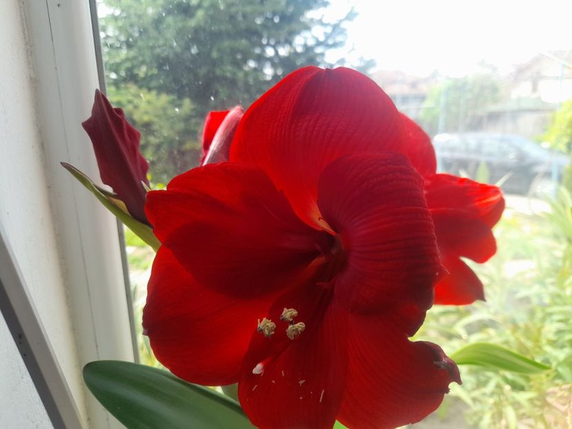  - 1111 Bucurii florale 2025