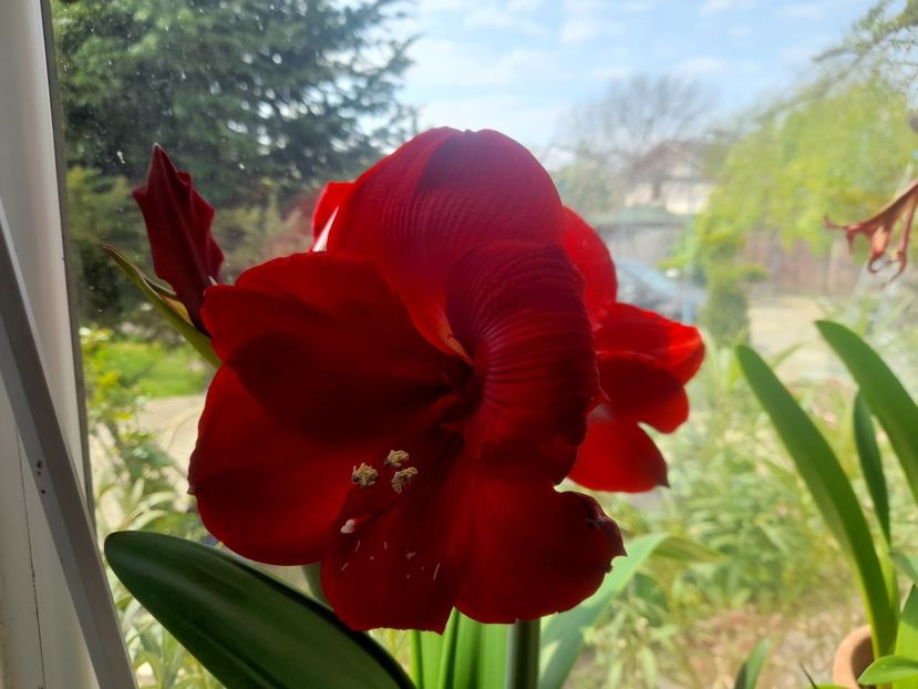  - 1111 Bucurii florale 2025
