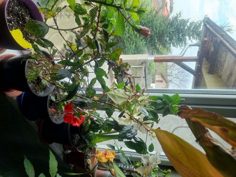  - 1111 Bucurii florale 2025