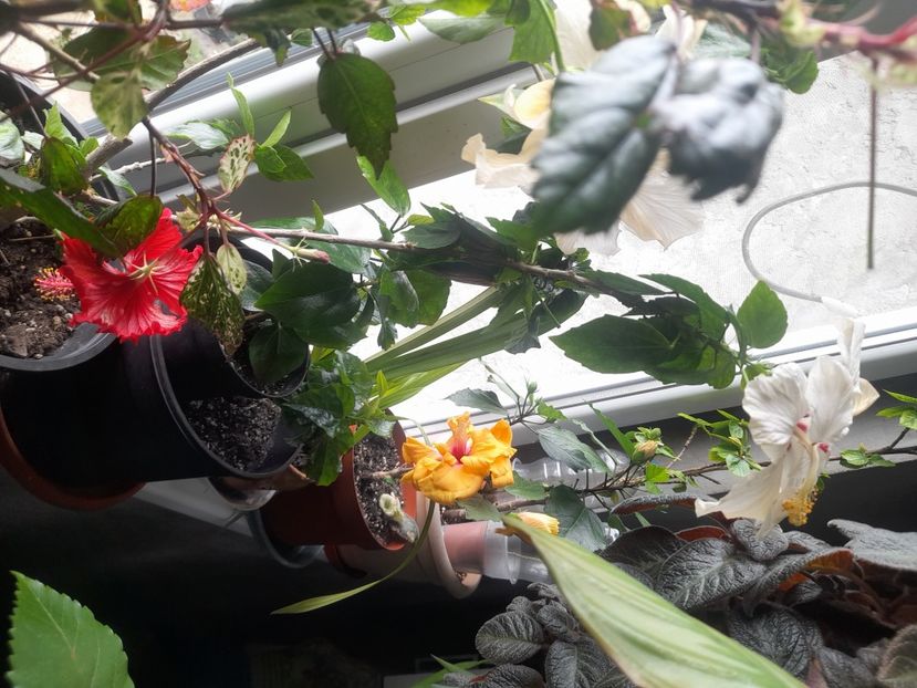  - 1111 Bucurii florale 2025