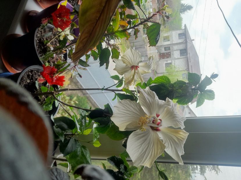  - 1111 Bucurii florale 2025