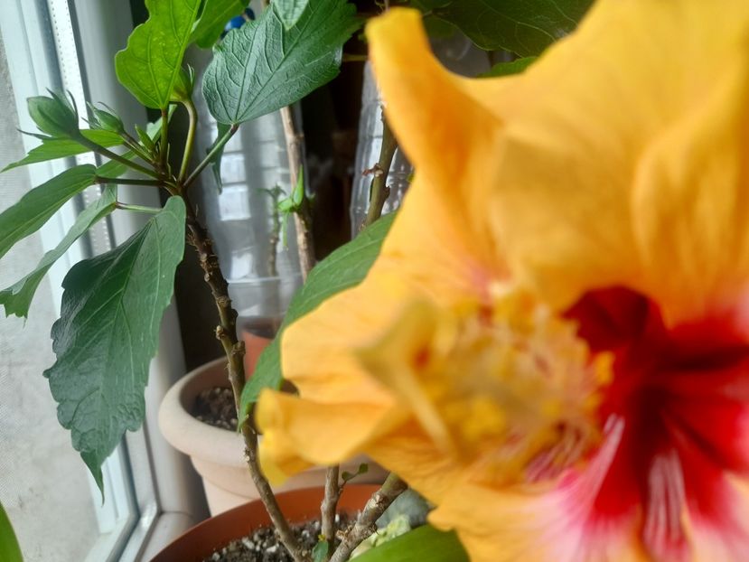  - 1111 Bucurii florale 2025