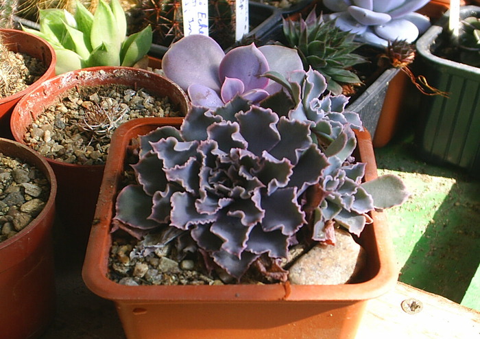 Echeveria shaviana f.rubra - suculente -nu le mai am