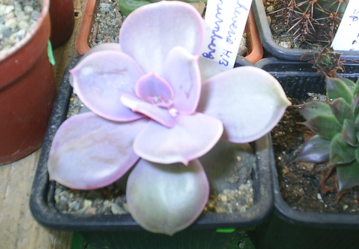 Echeveria cv. Nurnberg