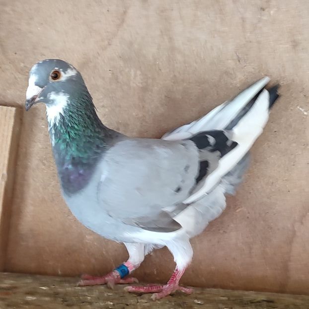 Femela 21-120 - Porumbei vanduti