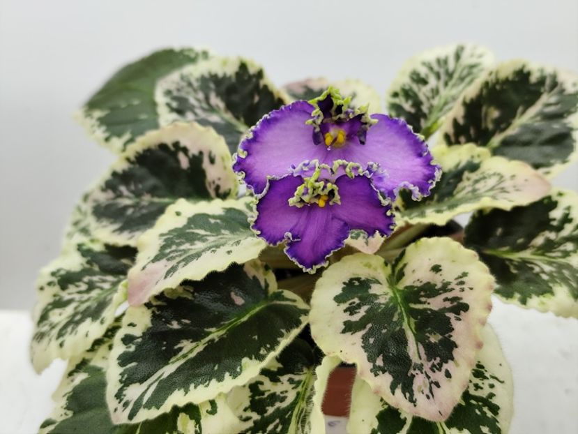 20 aprilie 2025 - LE Galateia