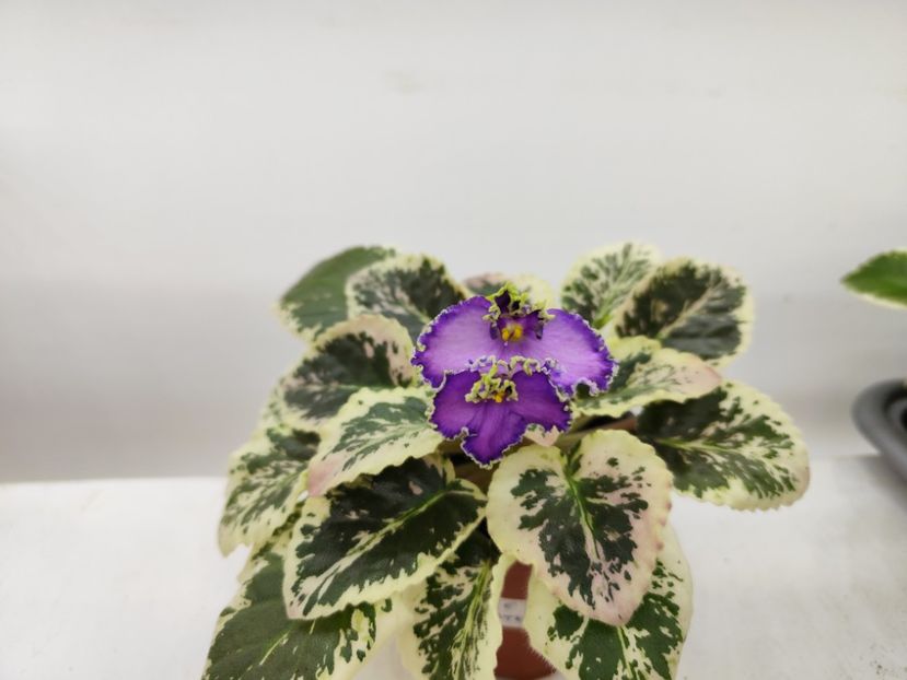 20 aprilie 2025 - LE Galateia