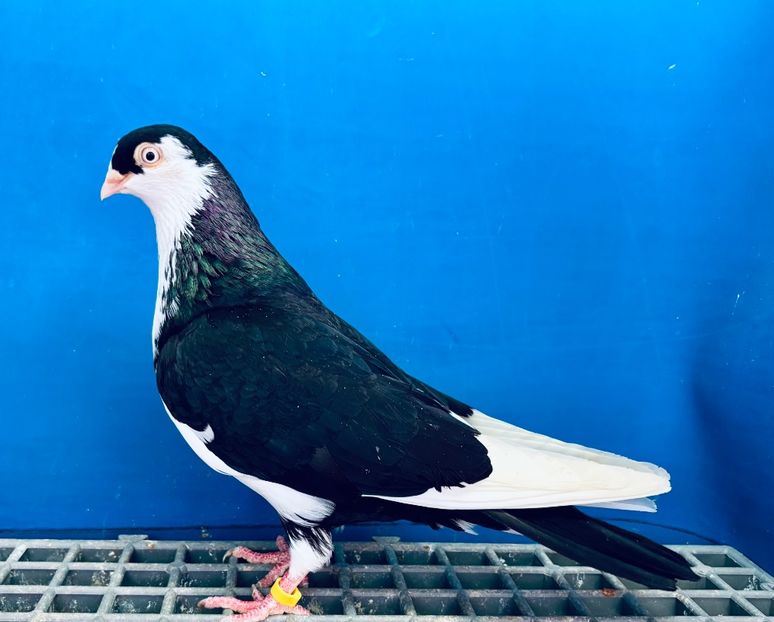 Femelă  2024 - Jucători de Galați