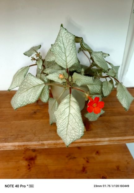 Aprilie 2025 - NIKA SEREBRISKAIA