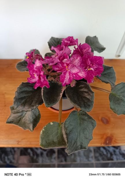 Aprilie 2025-1 - BUCKEYE CHERRY TOPPING