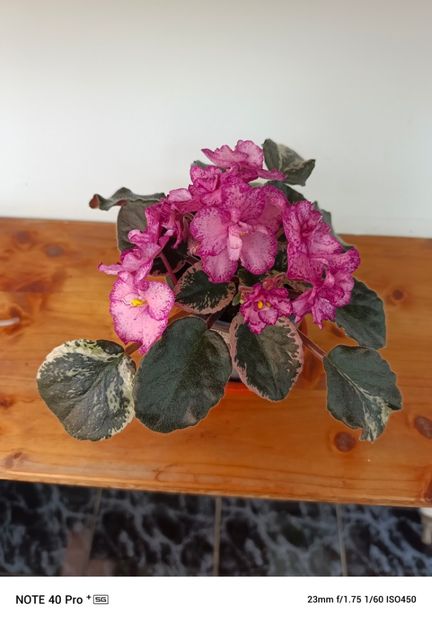 Aprilie 2025-2 - BUCKEYE CHERRY TOPPING