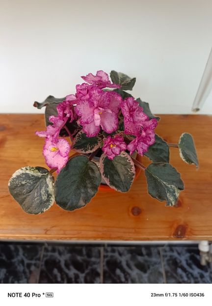 Aprilie 2025-2 - BUCKEYE CHERRY TOPPING