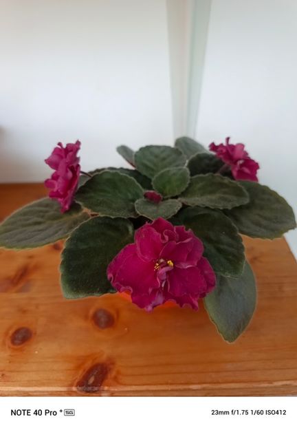 Aprilie 2025 - TOMAHAWK