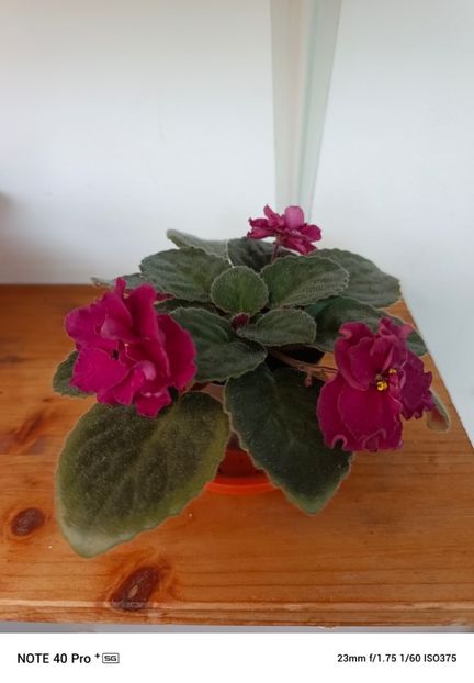 Aprilie 2025 - TOMAHAWK