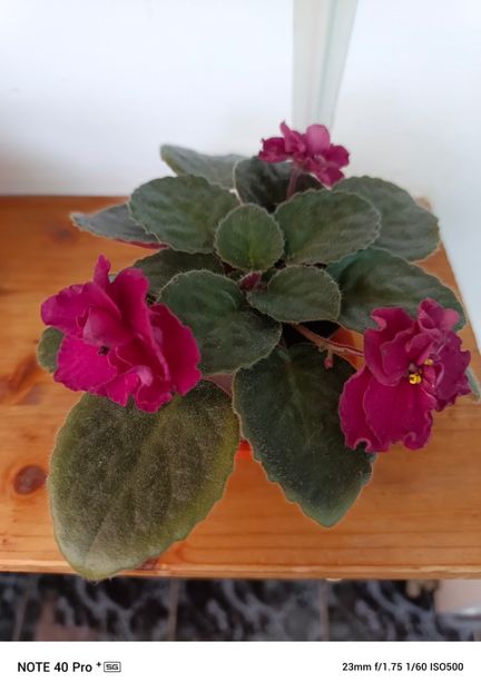 Aprilie 2025 - TOMAHAWK