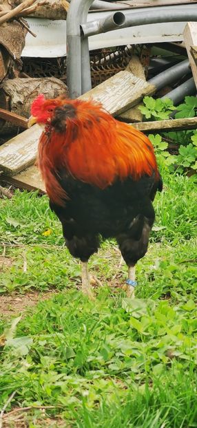 Cocos Araucana Gold - 2025 Gaini Araucana Salbatic Gold Argintii si Gat Auriu