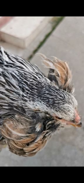 Araucana Argintii - 2025 Gaini Araucana Salbatic Gold Argintii si Gat Auriu