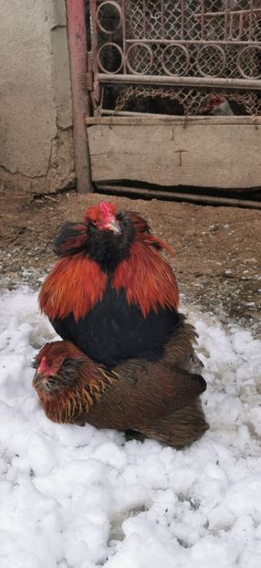 - 2025 Gaini Araucana Salbatic Gold Argintii si Gat Auriu