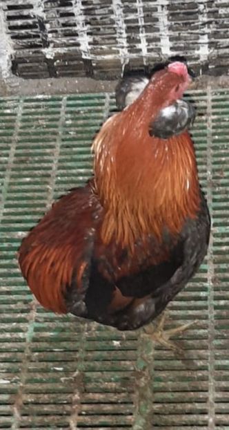 Screenshot_20230116_181326 - 2025 Gaini Araucana Salbatic Gold Argintii si Gat Auriu